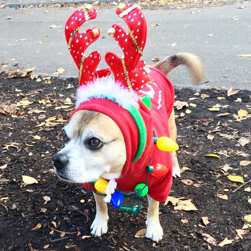 How A Rescue Dog Is Giving Joy To The Homeless In Nyc