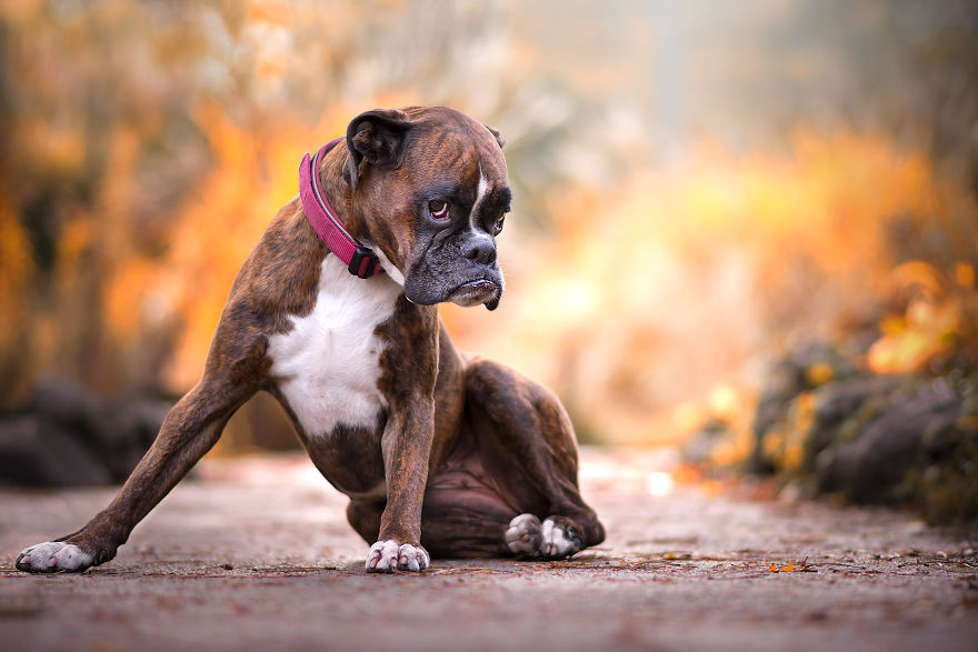Meet Strawberry, The Boxer Who Is My Best Hiking Buddy Meet Strawberry, The Boxer Who Is My Best Hiking Buddy