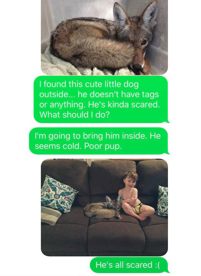 Wife Texts Husband She Brought A Dog Home While The Pic Shows A Coyote, And He Seriously Freaks Out Wife Texts Husband She Brought A Dog Home While The Pic Shows A Coyote, And He Seriously Freaks Out