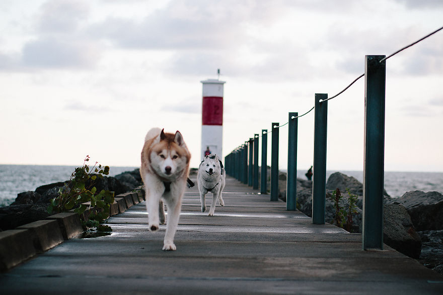 My Beautiful Huskies Helped Me Overcome Clinical Depression And Get On My Feet Again My Beautiful Huskies Helped Me Overcome Clinical Depression And Get On My Feet Again