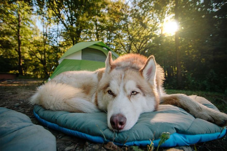 My Beautiful Huskies Helped Me Overcome Clinical Depression And Get On My Feet Again