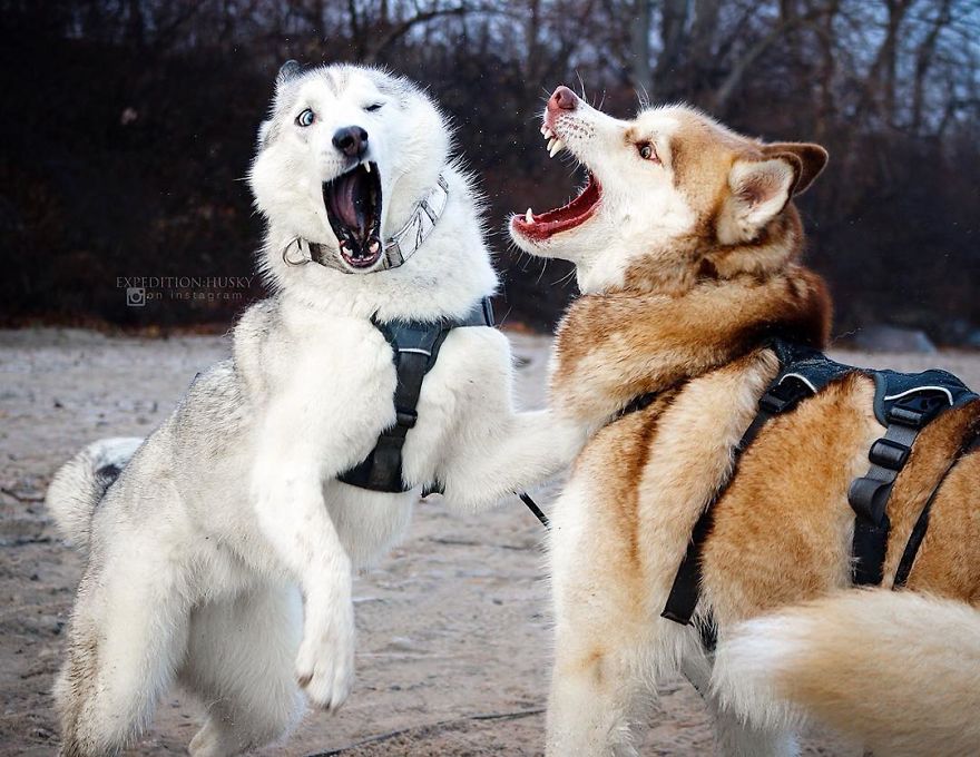 My Beautiful Huskies Helped Me Overcome Clinical Depression And Get On My Feet Again My Beautiful Huskies Helped Me Overcome Clinical Depression And Get On My Feet Again
