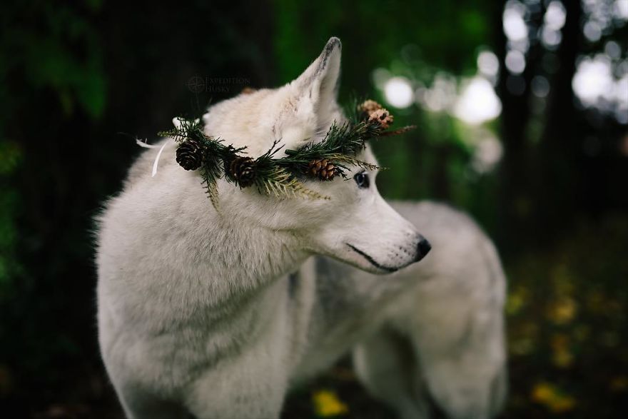 My Beautiful Huskies Helped Me Overcome Clinical Depression And Get On My Feet Again