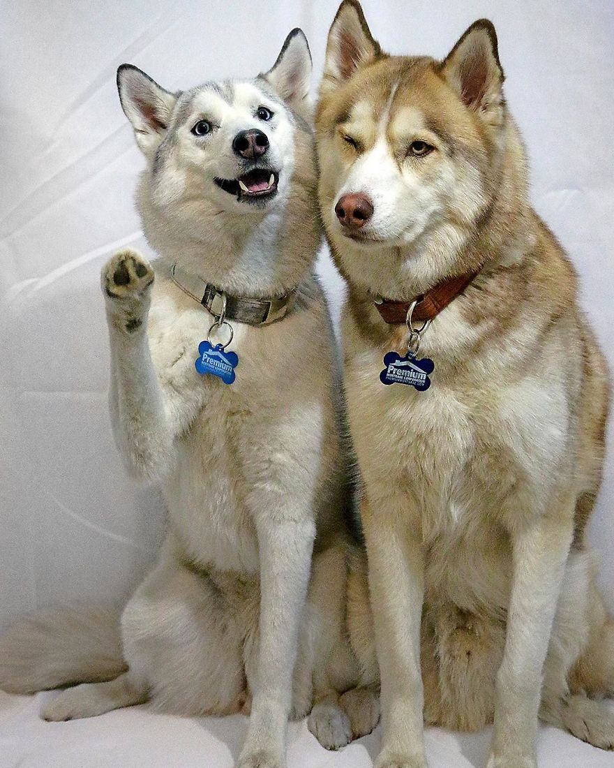 My Beautiful Huskies Helped Me Overcome Clinical Depression And Get On My Feet Again
