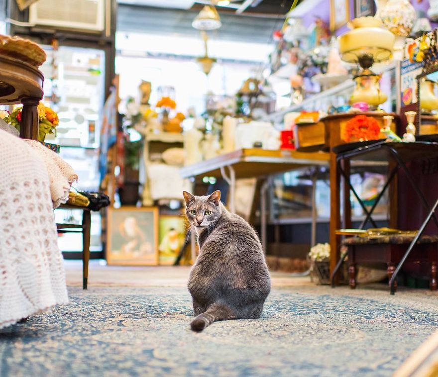 I Spent Last Summer Photographing Cats In Shops All Over NYC