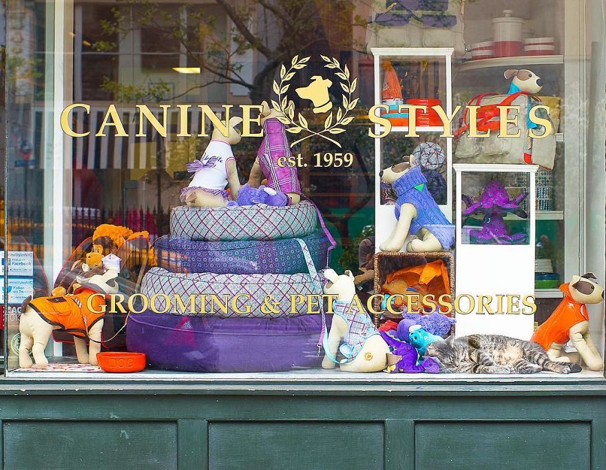 I Spent Last Summer Photographing Cats In Shops All Over NYC