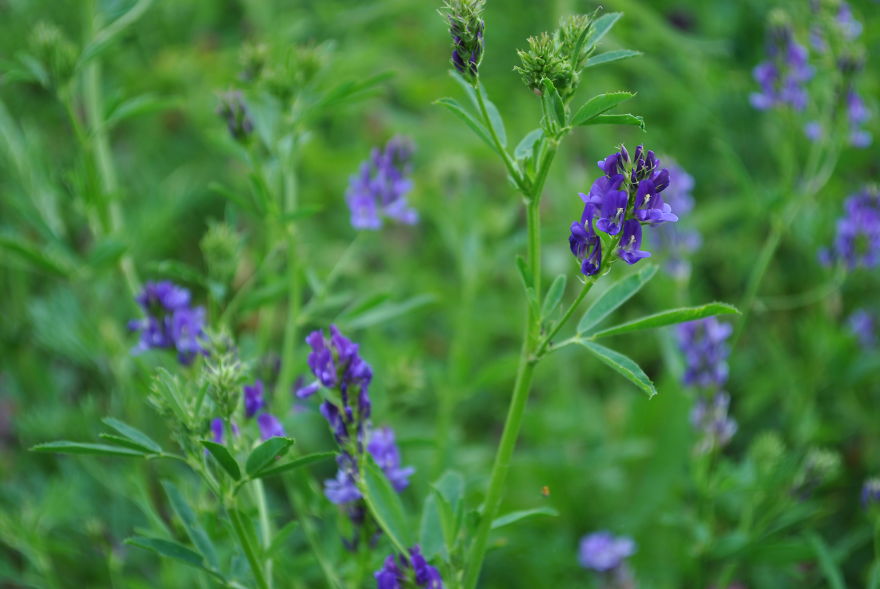 'i Study These Pea Flowers To Help Combat Global Warming' 'i Study These Pea Flowers To Help Combat Global Warming'