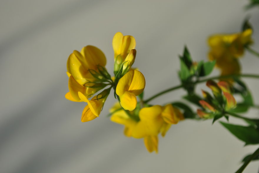 'i Study These Pea Flowers To Help Combat Global Warming' 'i Study These Pea Flowers To Help Combat Global Warming'