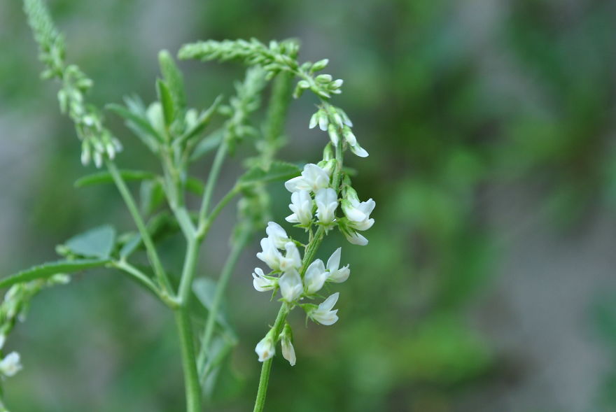 'i Study These Pea Flowers To Help Combat Global Warming'