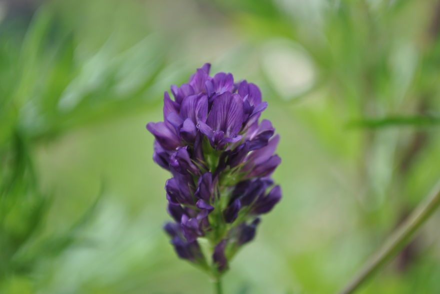 'i Study These Pea Flowers To Help Combat Global Warming'