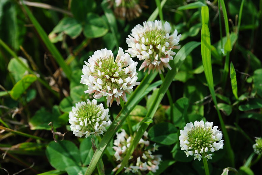 'i Study These Pea Flowers To Help Combat Global Warming' 'i Study These Pea Flowers To Help Combat Global Warming'