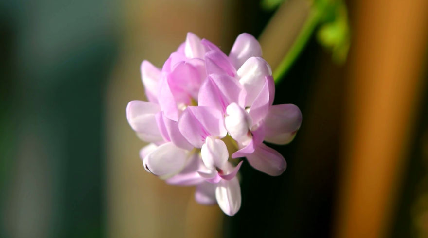 'i Study These Pea Flowers To Help Combat Global Warming' 'i Study These Pea Flowers To Help Combat Global Warming'