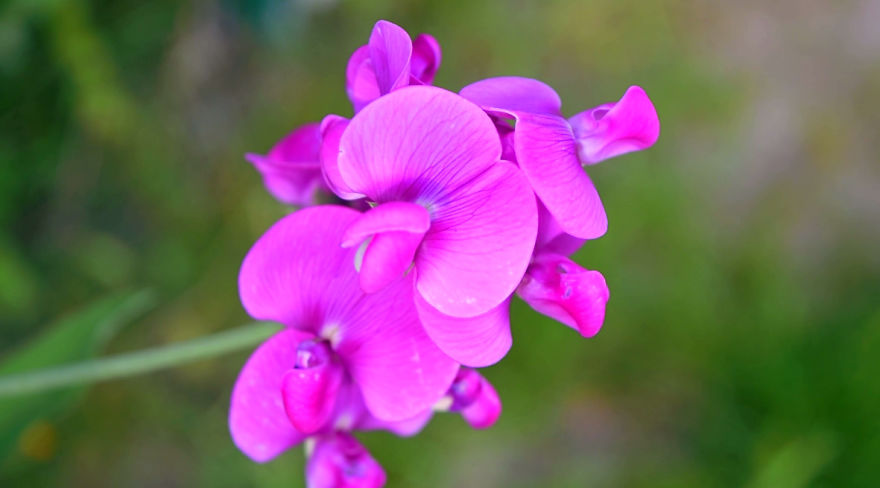 'i Study These Pea Flowers To Help Combat Global Warming'