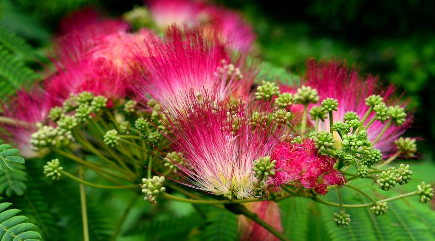 'i Study These Pea Flowers To Help Combat Global Warming'