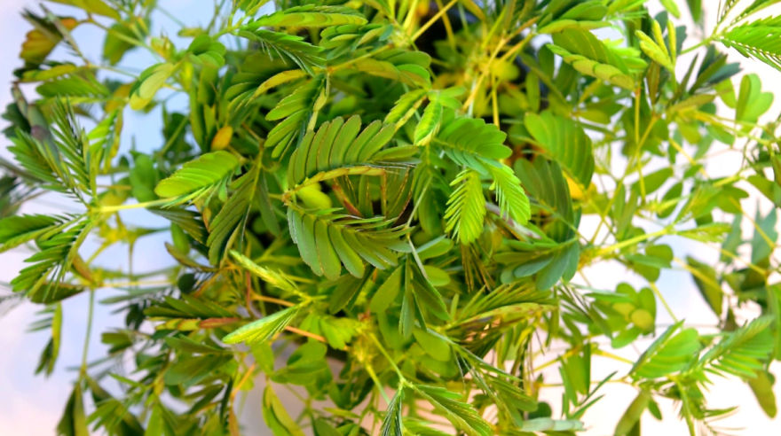 'i Study These Pea Flowers To Help Combat Global Warming'
