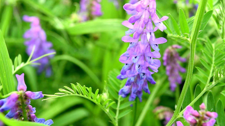 'i Study These Pea Flowers To Help Combat Global Warming' 'i Study These Pea Flowers To Help Combat Global Warming'