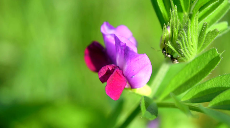 'i Study These Pea Flowers To Help Combat Global Warming'