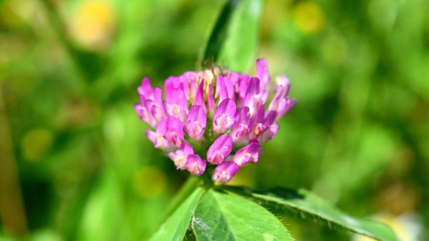 'i Study These Pea Flowers To Help Combat Global Warming' 'i Study These Pea Flowers To Help Combat Global Warming'