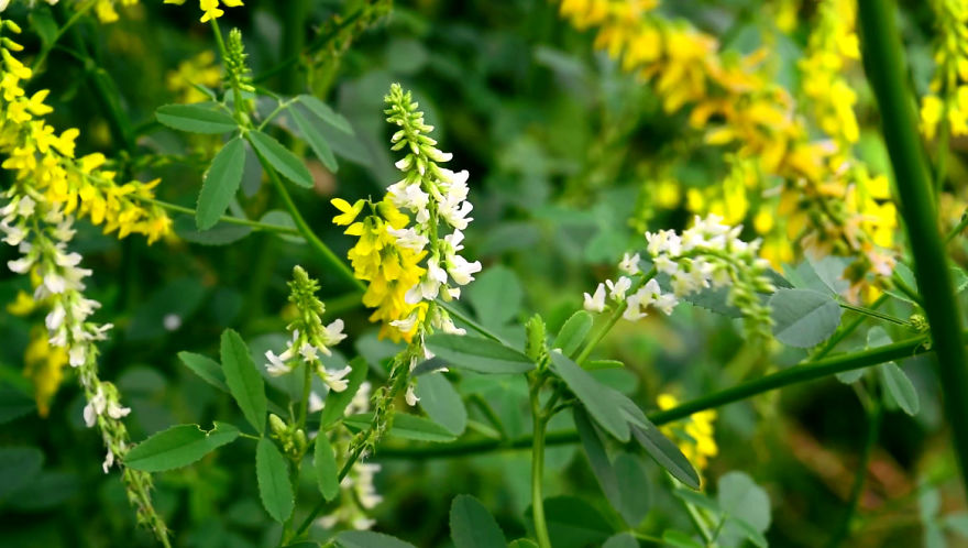 'i Study These Pea Flowers To Help Combat Global Warming'