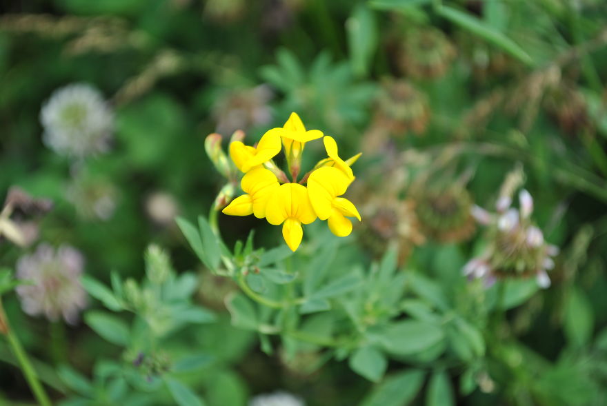 'i Study These Pea Flowers To Help Combat Global Warming' 'i Study These Pea Flowers To Help Combat Global Warming'