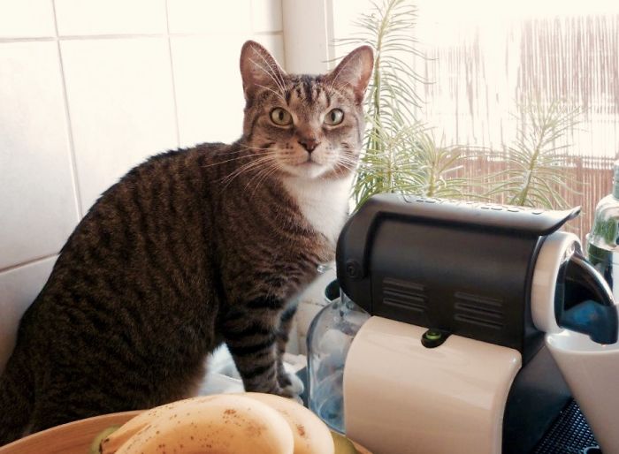 After Being Called "good Boy" While Going To Do A Stupidity