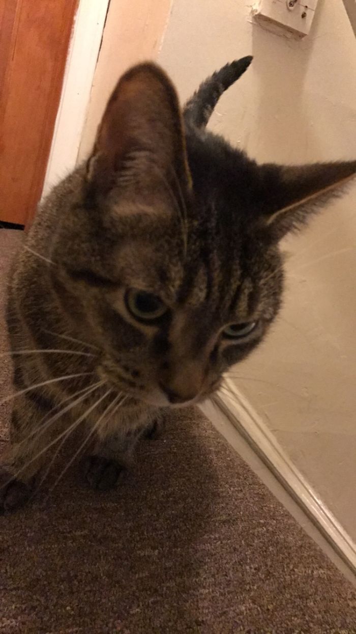 After He's Called A Good Boy