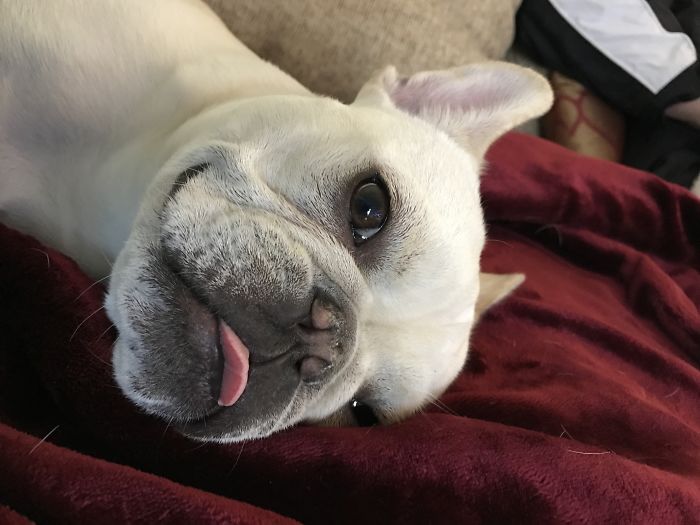 Good Boy? You Woke Me For That?