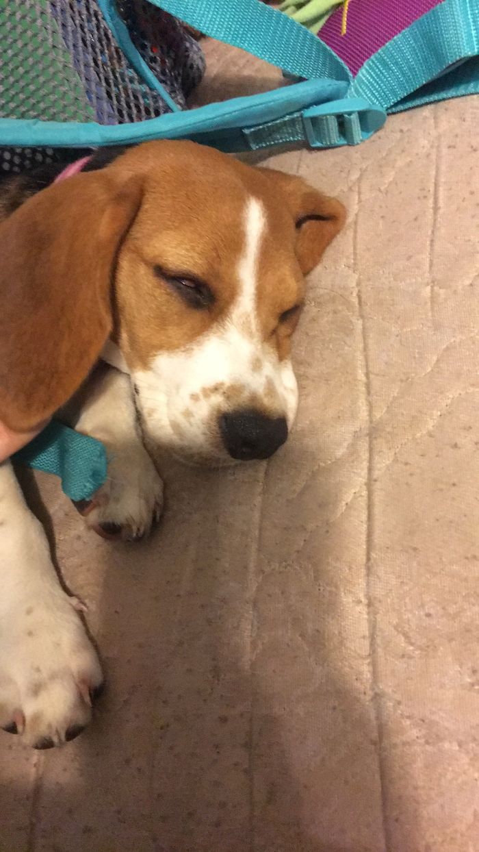 After Calling Her A Good Girl. She Can Now Rest Peacefully Knowing Shes A Good Girl.