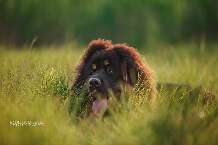 Lulu At Rainbow Bridge Waiting For Me