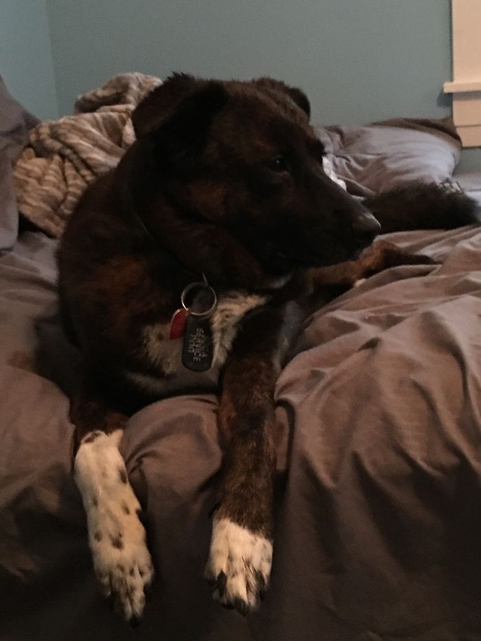 Staring Off Into Space, Until I Say, "good Boy!"