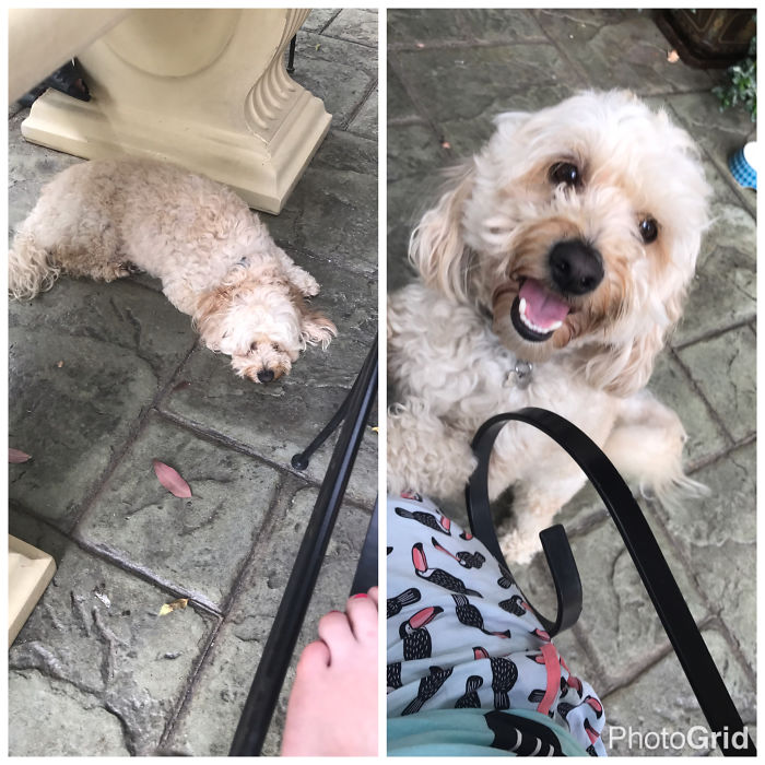 Before And After Being Told 'good Boy'