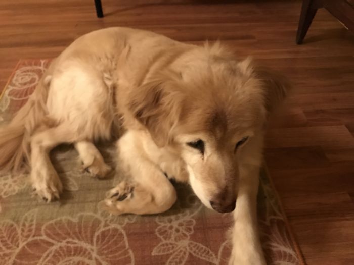 Our Girl Murphy Before