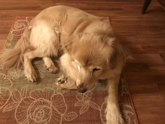 Our Girl Murphy After