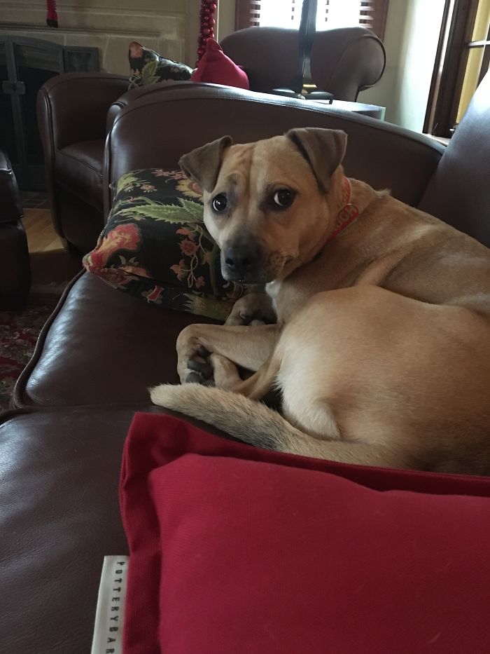 Daisy, Who's A Good Girl?