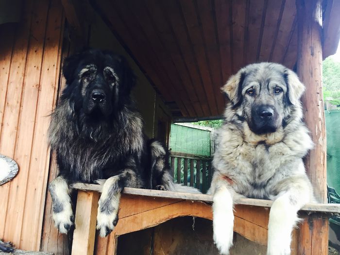 Our Sarplaninacs, Brother And Sister... They Love Each Other! ❤