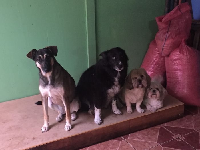 4 Rescatados Que Ya Se Quedaron En Mi Manada 😀