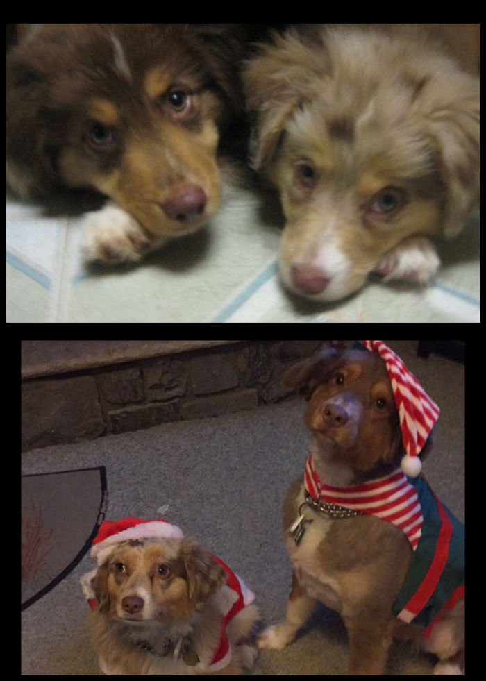 Puppies From The Same Litter Together Forever, Piper And Cubby