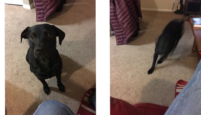 Before And After Being Called A Good Boy.