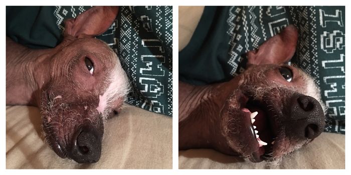 Loki Before And After "goodnight Good Boy!"