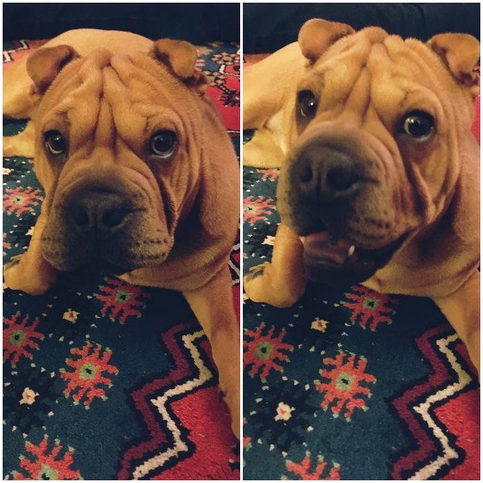 She Didn't Believe Me At First, Cause She Chewed Up Some Things In The Afternoon. But After Assuring Her She Is A Great Girl, She Seemed To Agree...