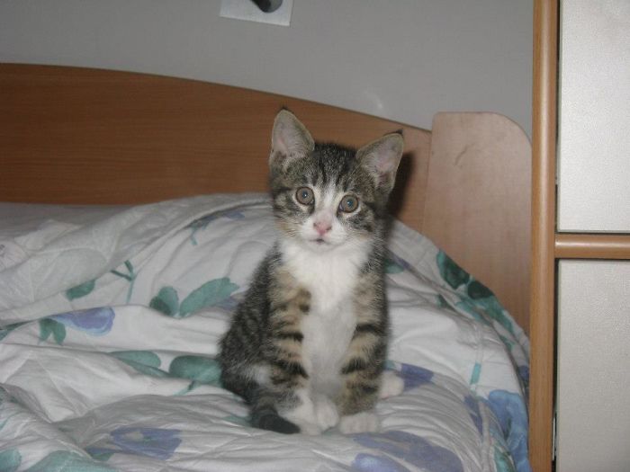 The Story Of My Cat’s Death.