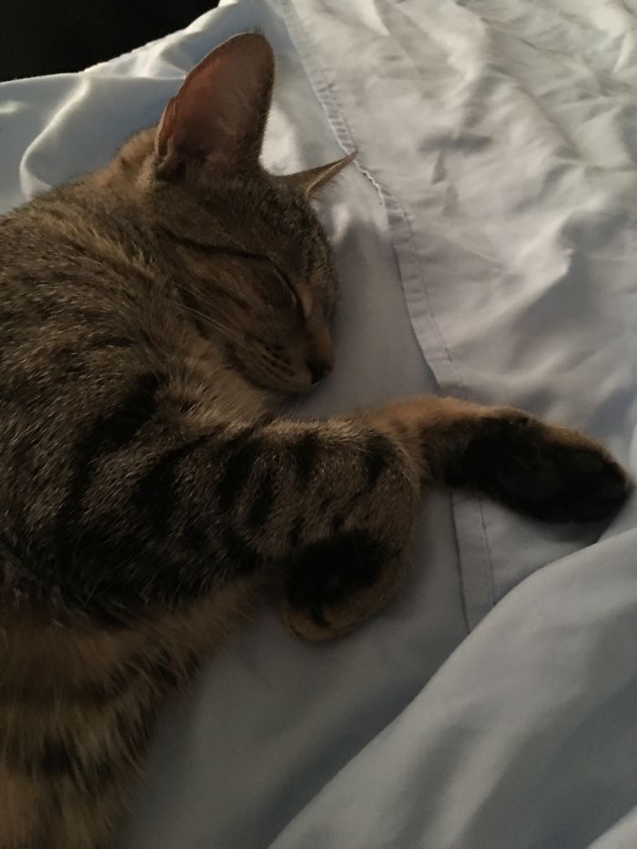 Before, " Good Kitty, Lucee-fur"