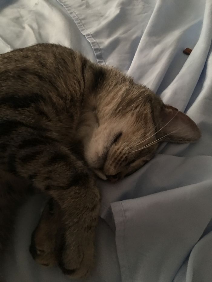 After, "good Kitty, Lucee-fur"