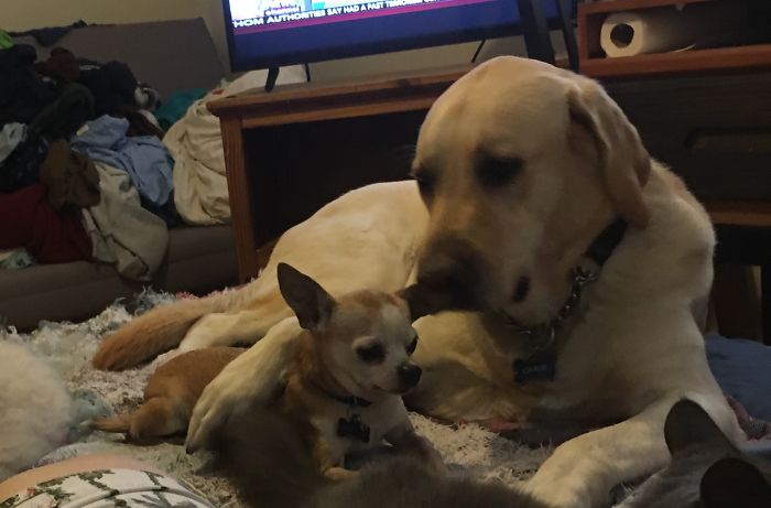 Choop And Chase 5 Years Later