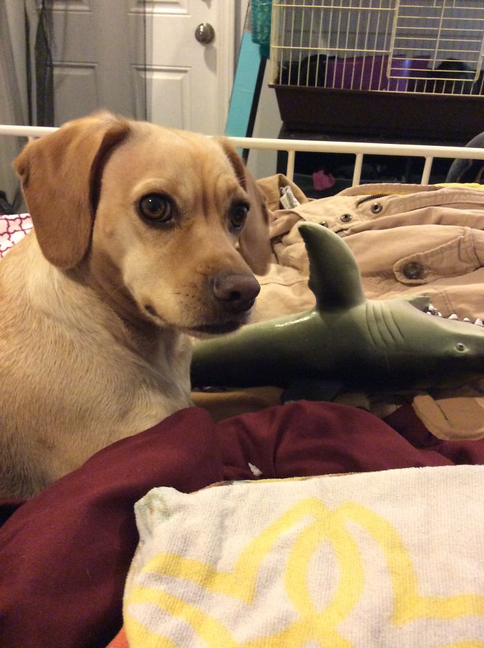 Is It I Who Is A Good Boy?