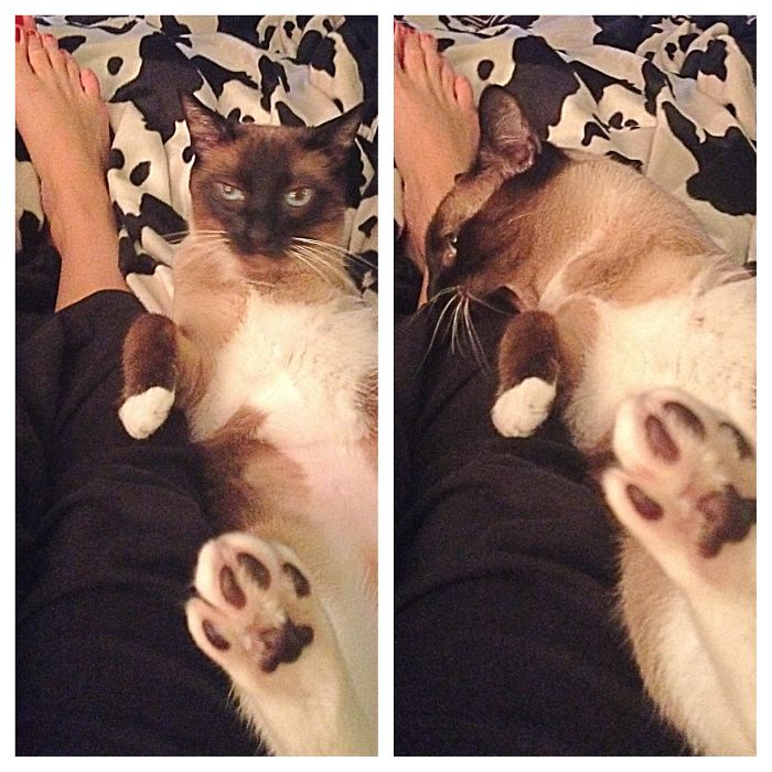 @mittsuthetriamese Before And After Being Called A "good Boy"