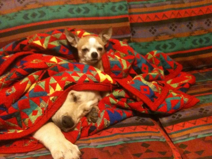 Choop And Baby Chase