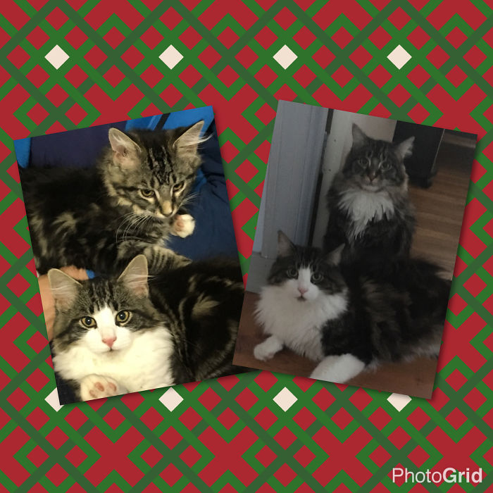 Dora & Goji Siblings