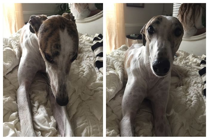 Who's A Good Boy? Bodhi The Greyhound...that's Who!