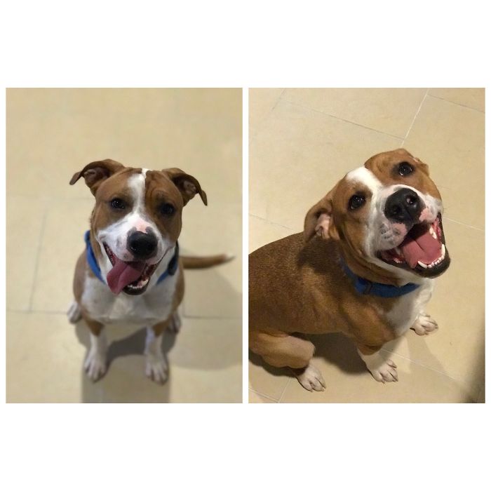 Before And After Being Called A Good Boy